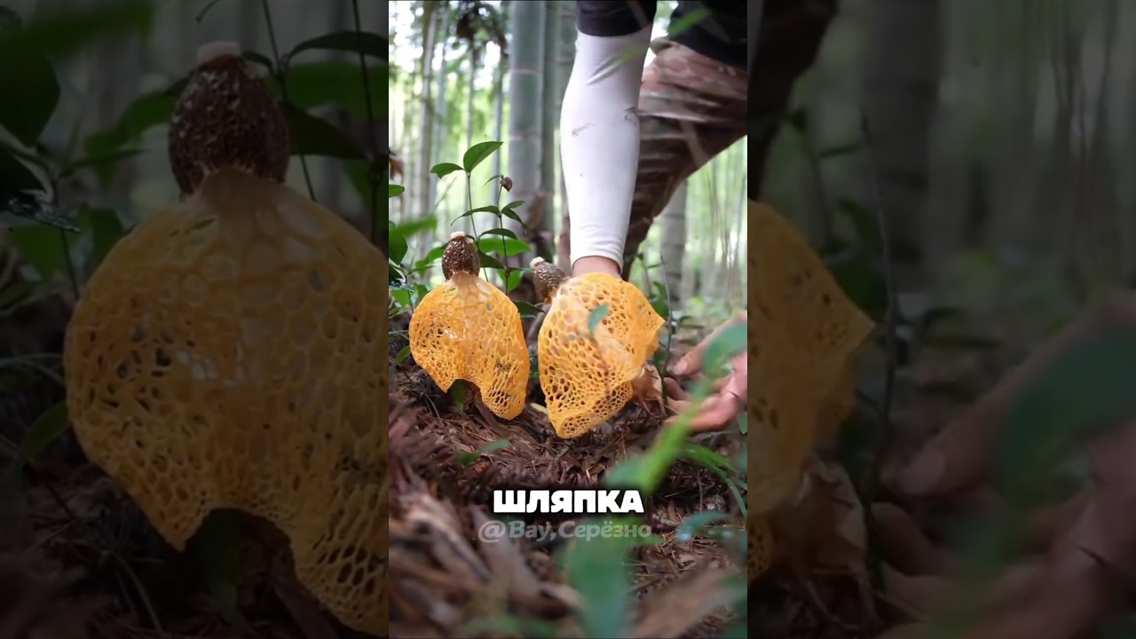 🍄 Гриб, который вырастает за ЧАС! ⏱️ Вы не поверите своим глазам!