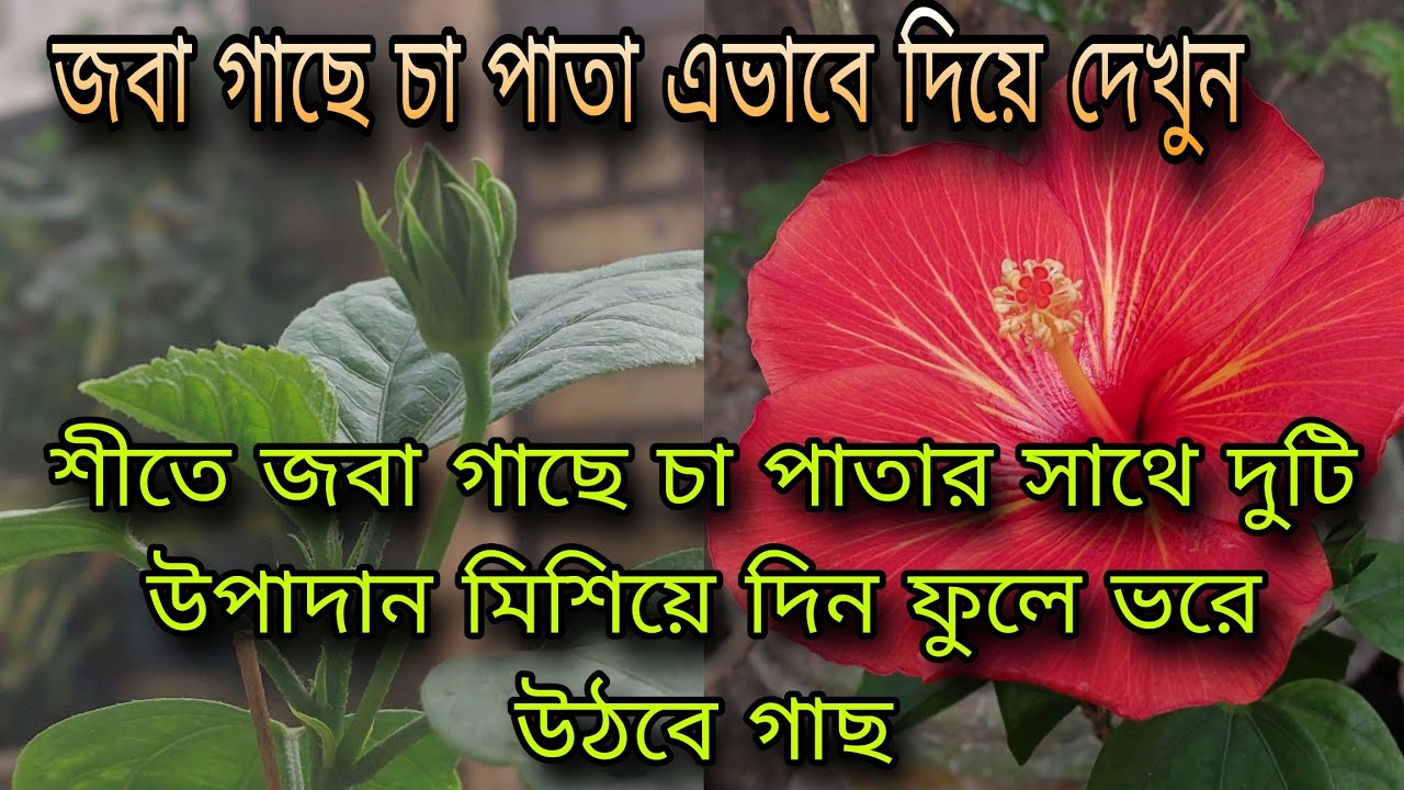 শীতে জবা গাছে চা পাতার সাথে দুটি উপাদান মিশিয়ে দিন ফুলে ভরে উঠবে গাছ / জবা গাছে চা এভাবে দিয়ে দেখুন