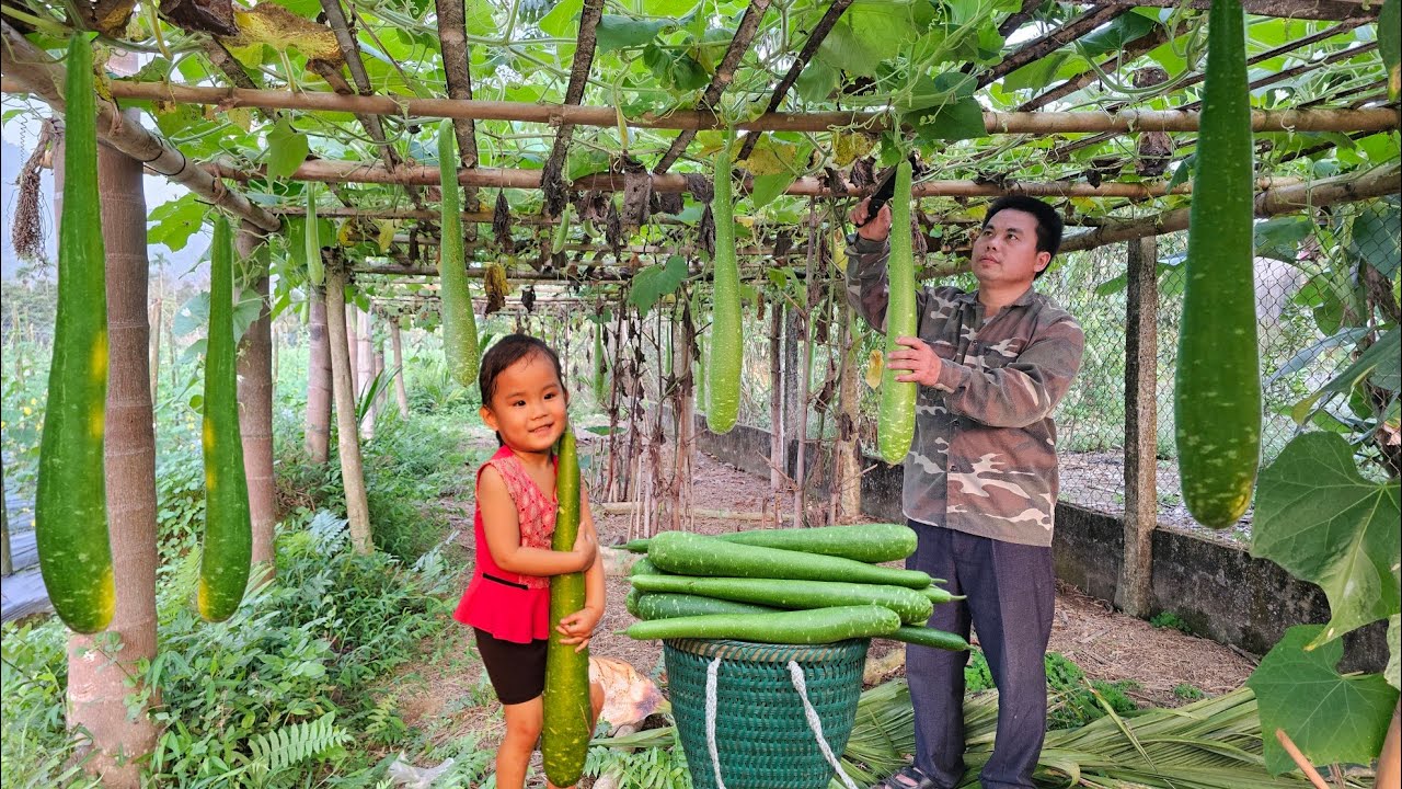Harvesting Gourd Garden Goes to the market sell-Gardening-Farm/Xuan Truong