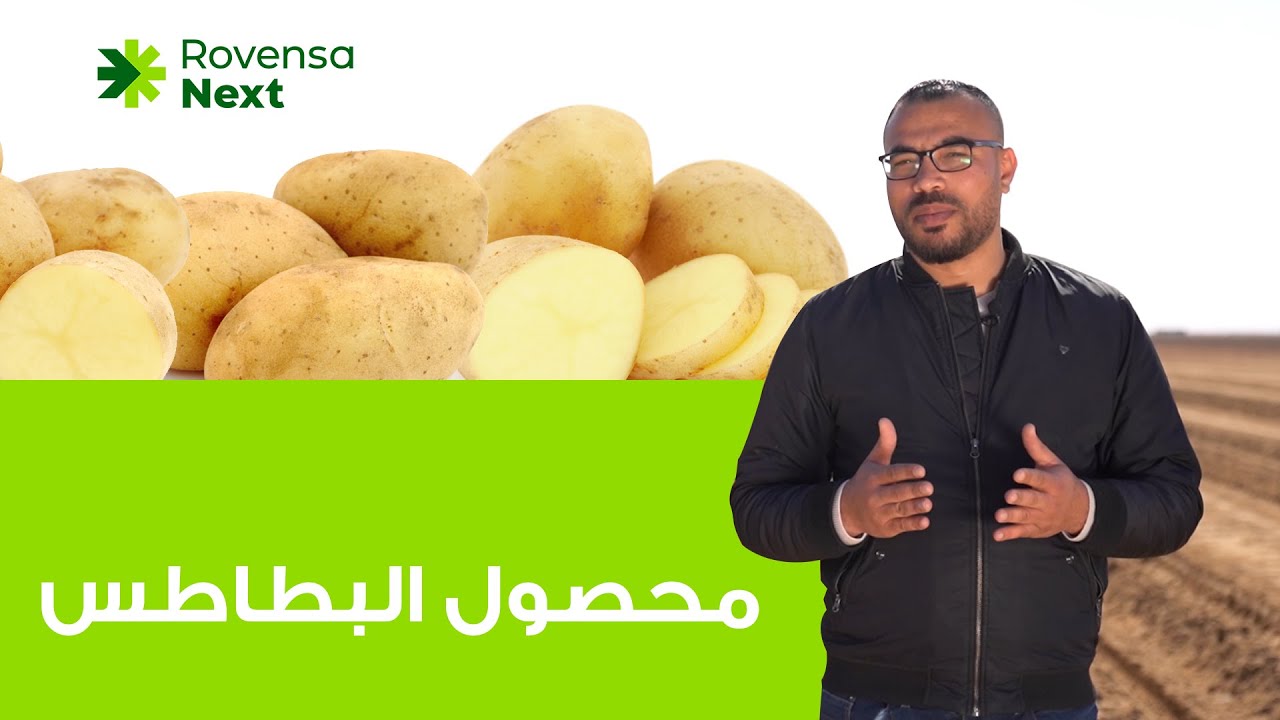 المرحلة الثانية - محصول البطاطس - الجزء الثانى من إعداد الأرض