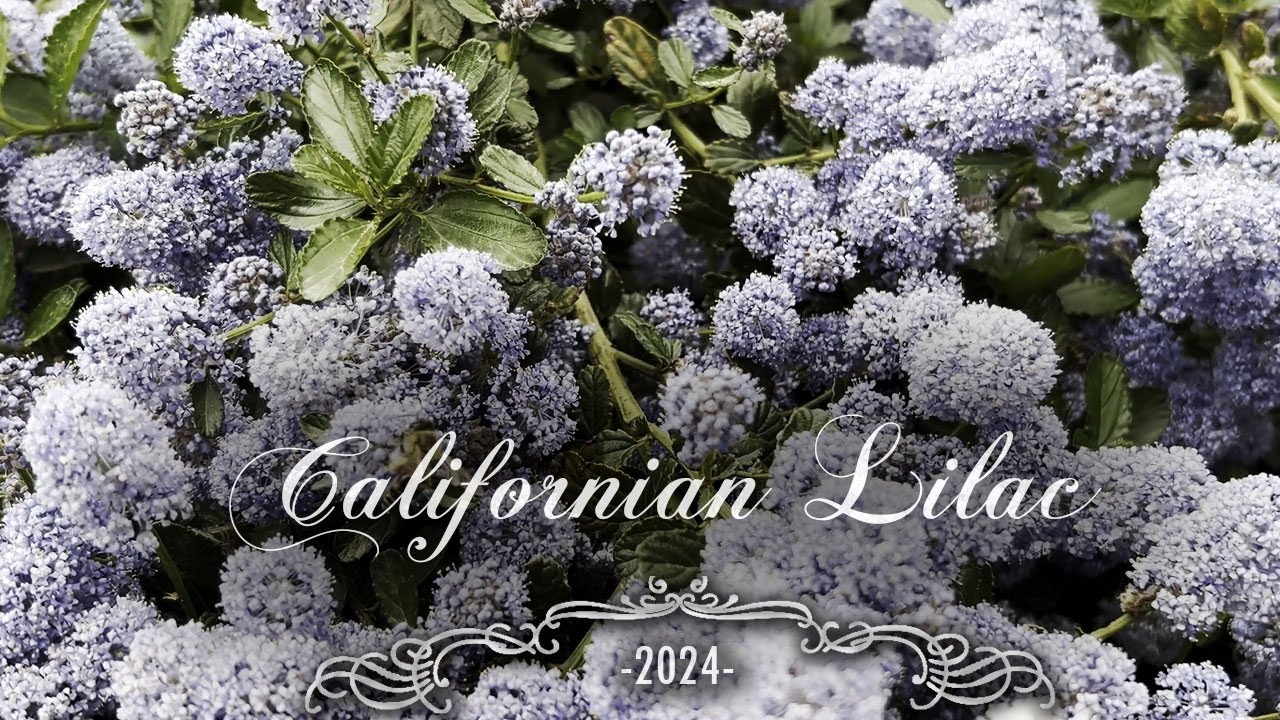 Ceanothus  Thyrsiflorus var. Repens | Evergreen Californian Lilac | amazing blue blooms | 2024