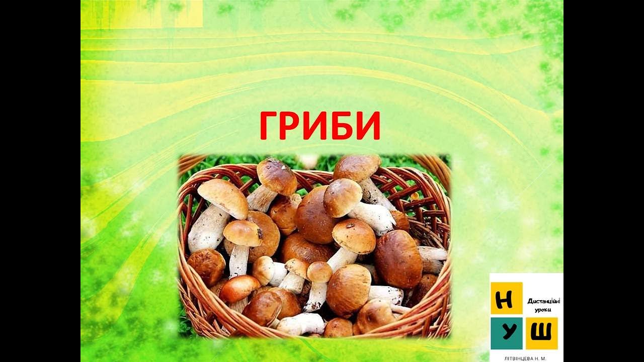 Урок 46. Гриби. ЯДС 3 клас автор підручника І.Жаркова