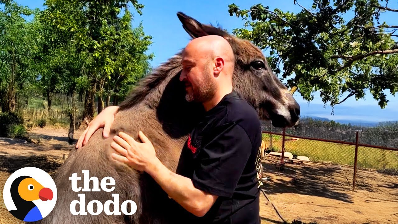 Donkey Hugs Her Dad Every Time She Sees Him | The Dodo