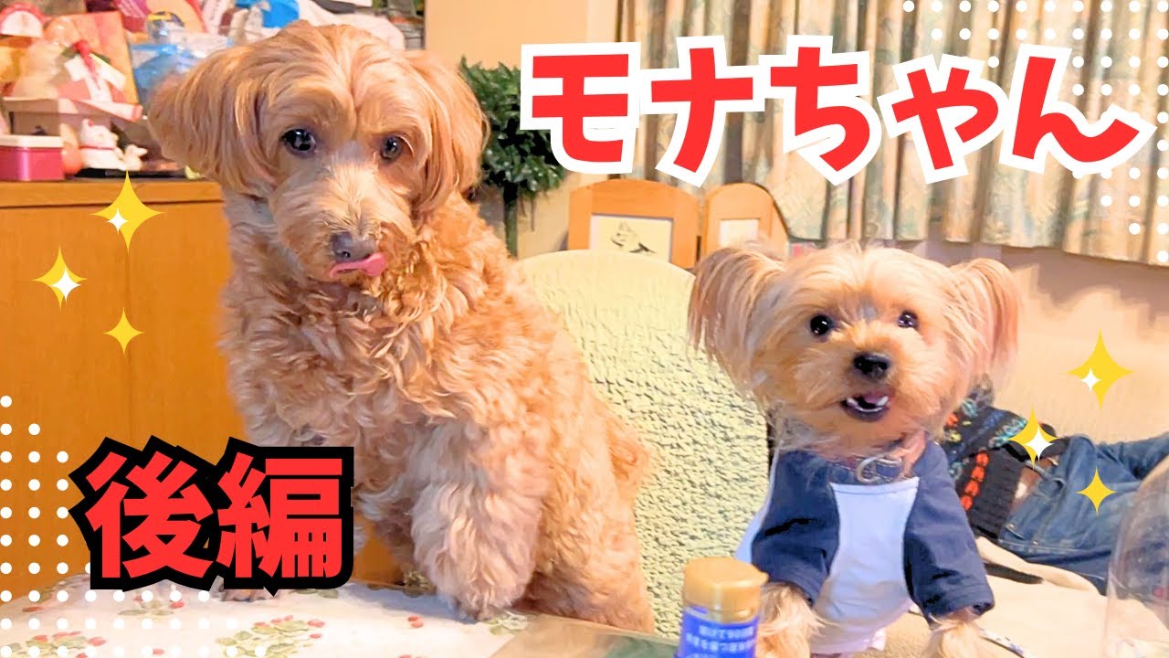 【ヨーキー】ボクたち私たち、（多分）仲良しです🐾【癒し】