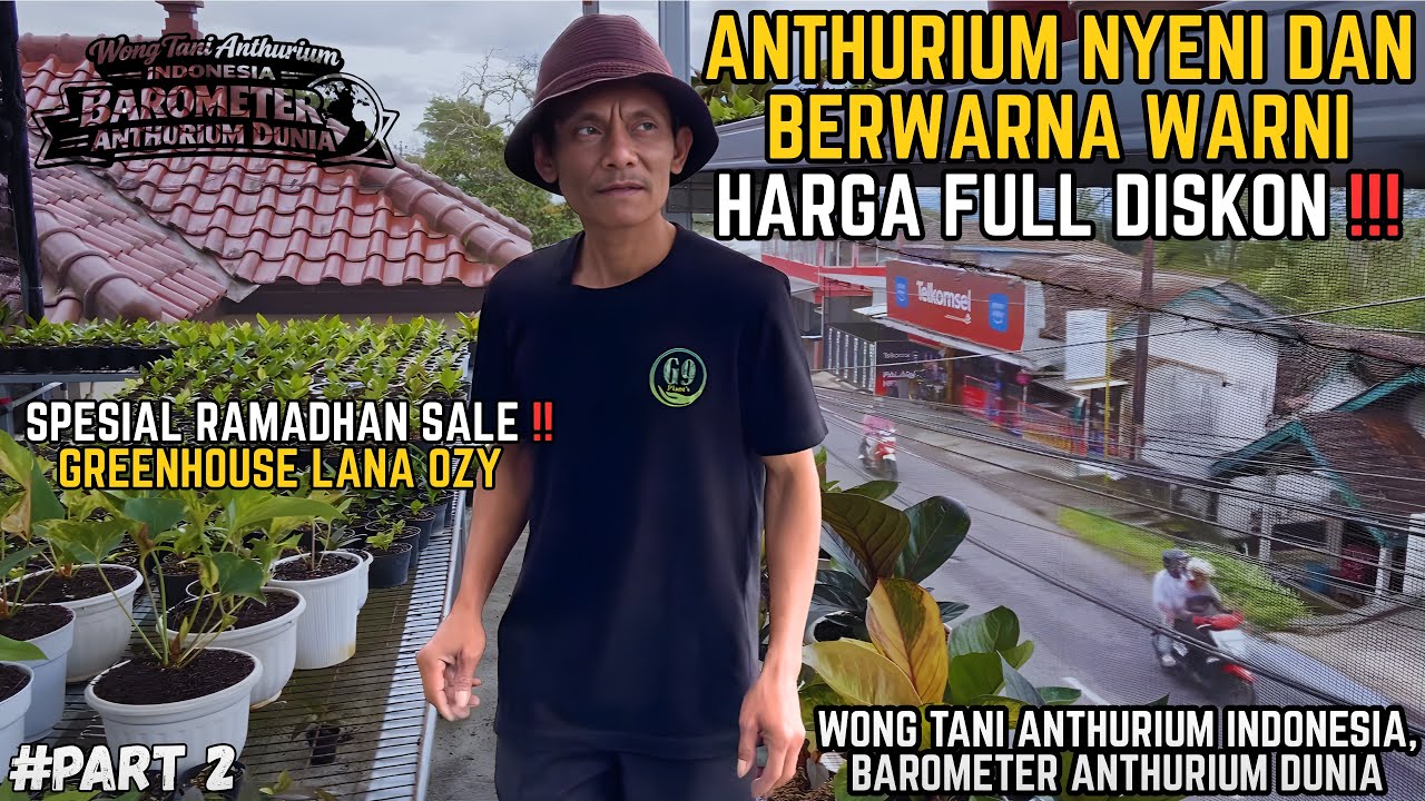 VARIASI HYBRID ANTHURIUM BERWARNA WARNI HARGA FULL DISKON BULAN RAMADHAN | LANA OZY | 089669617115