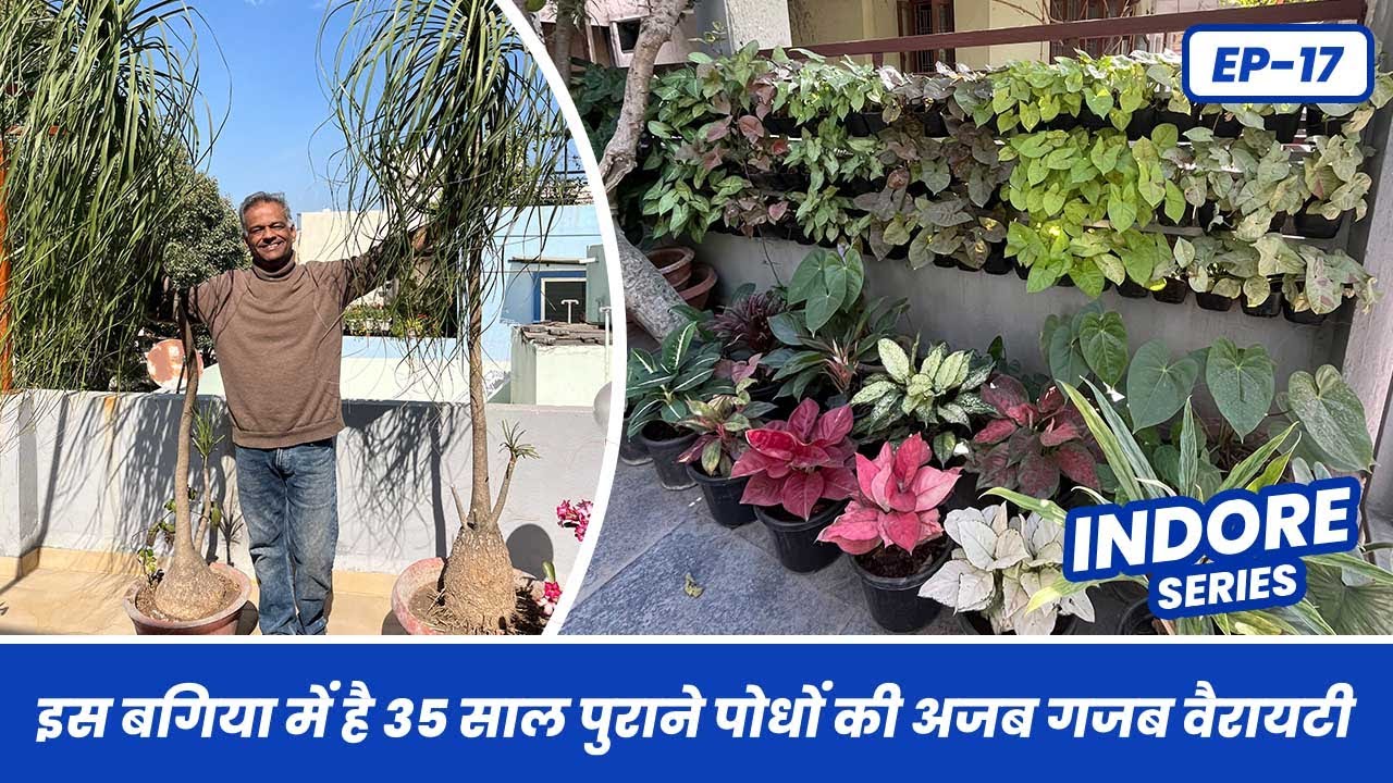 35 साल पुराने पौधों का अद्भुत कलेक्शन 🪴👌 35 Year Old Plants Collection ☘️ Indore Series EP-17
