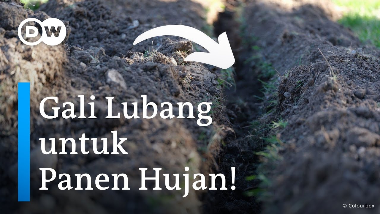 Panen Air Hujan ala India Selamatkan Pohon Langka, Indonesia Perlu Contoh! | DW Ecofrontlines