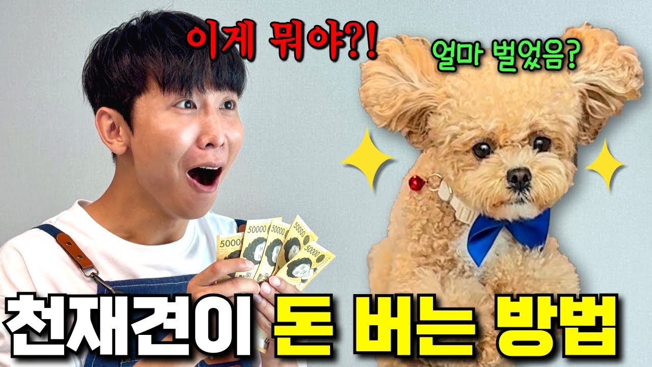 살다살다 이런 개는 처음이네.. 돈 벌어주는 천재견 최초공개