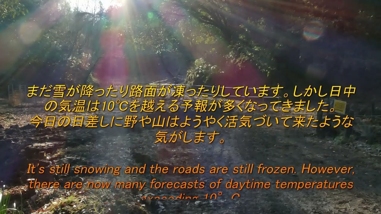 里山散歩　春の日差し、白梅・ツグミなど　　2026. 2. 13.　(4K）