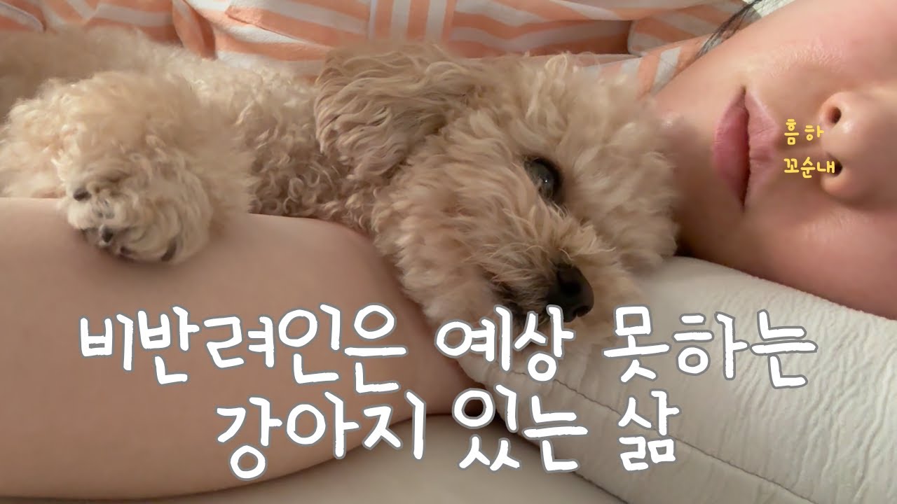 비반려인은 예상못하는 강아지 있는 삶 5가지!