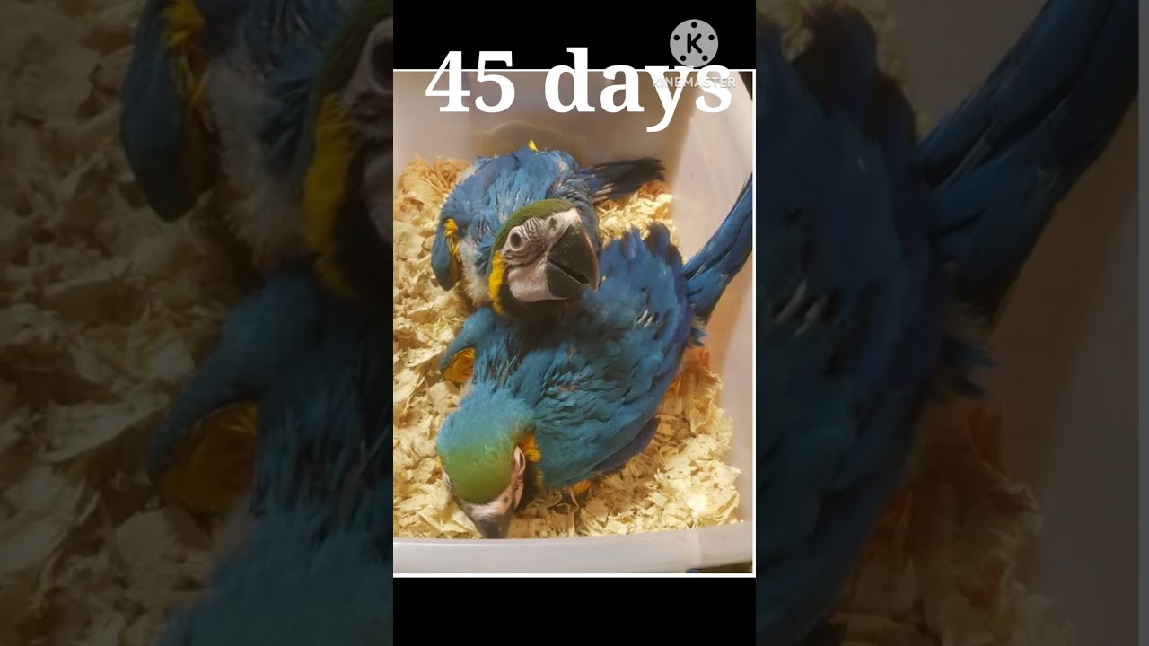 Macaw parrot baby to adult formation