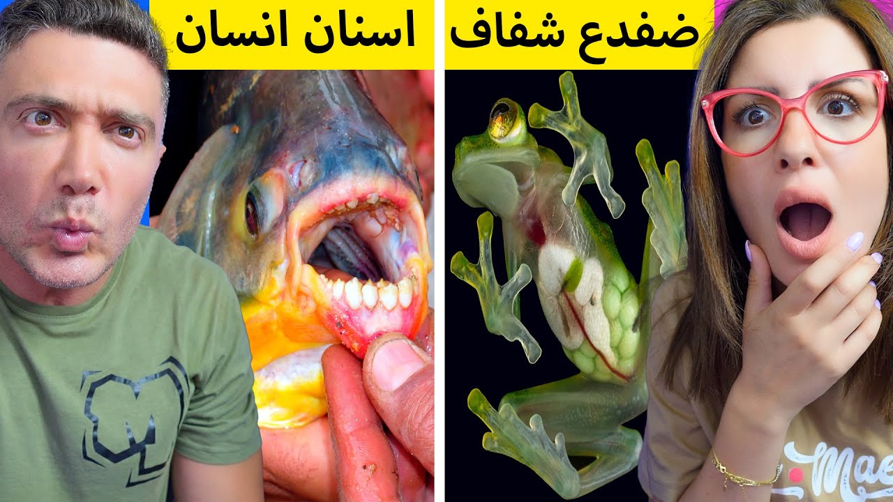 اغرب الحيوانات التي تم تصويرها في العالم