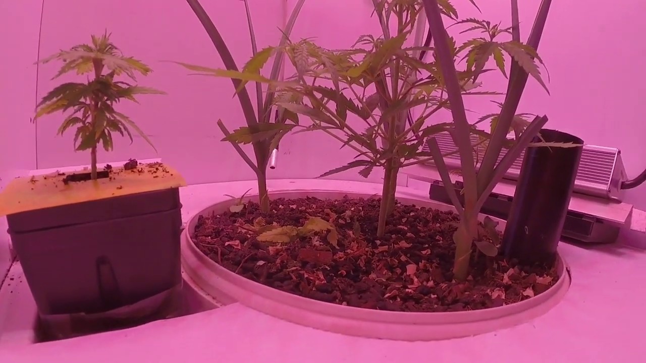 Cream&Cheese CBD x Super Critical Bud CBD plus a Cindy day 7 of flowering