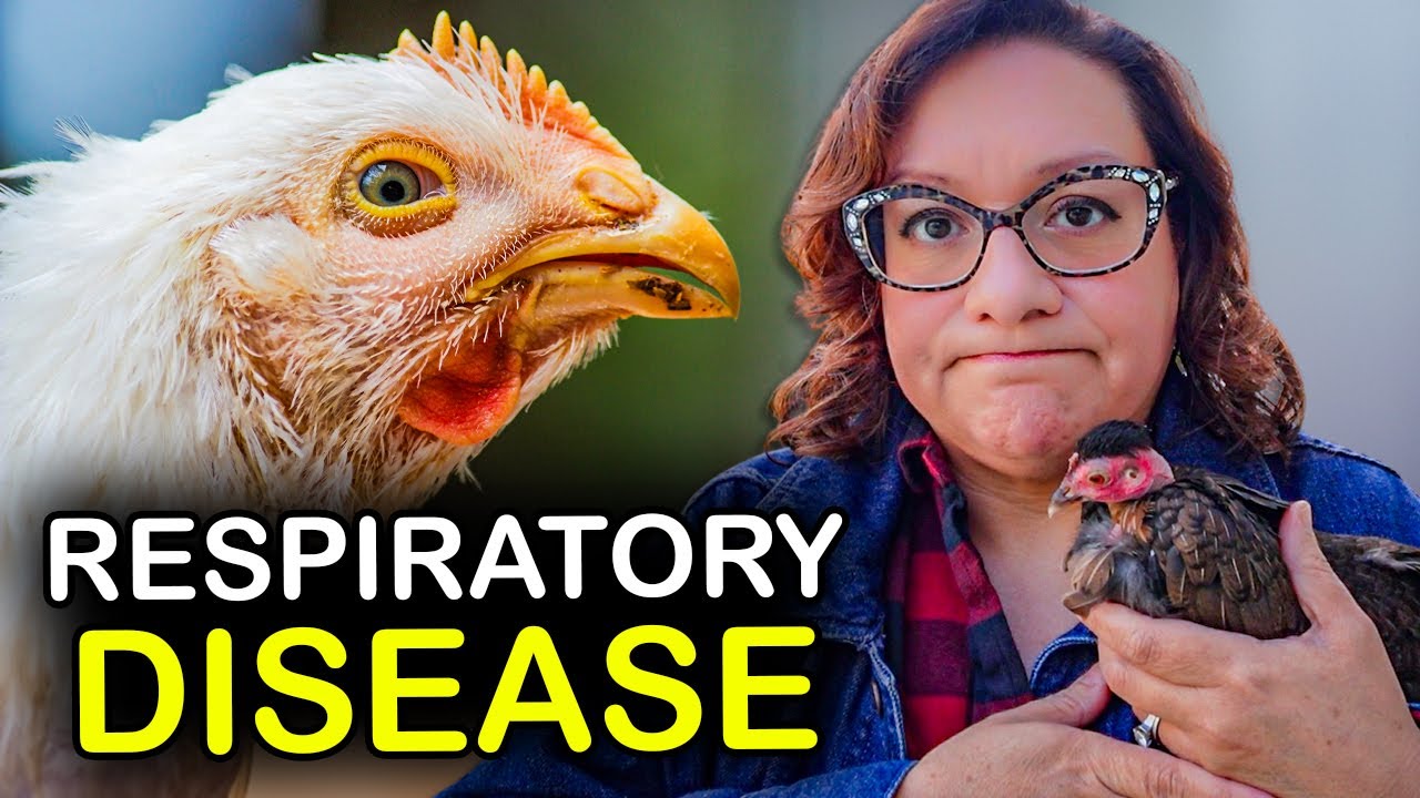 Half my flock was sick and all I could do was cry. (true story)