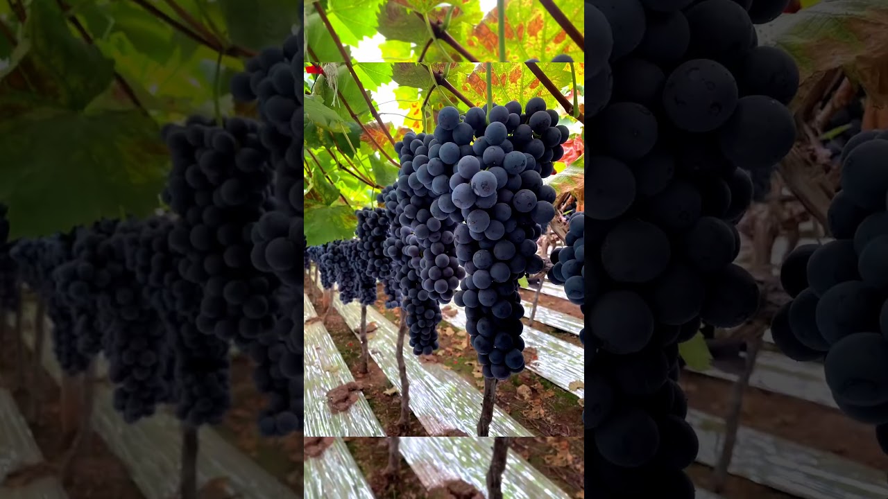 Grape Farming Techniques #satisfying #shortsvideo
