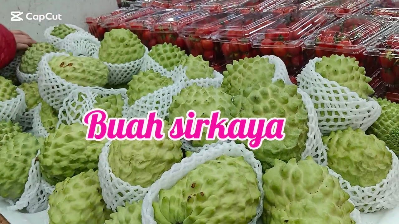 Beli buah sirkaya 