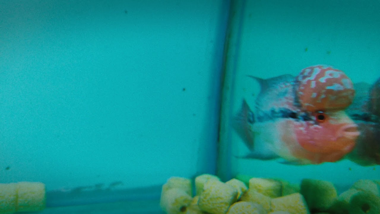 Monster kok SRD Flowerhorn | #shorts