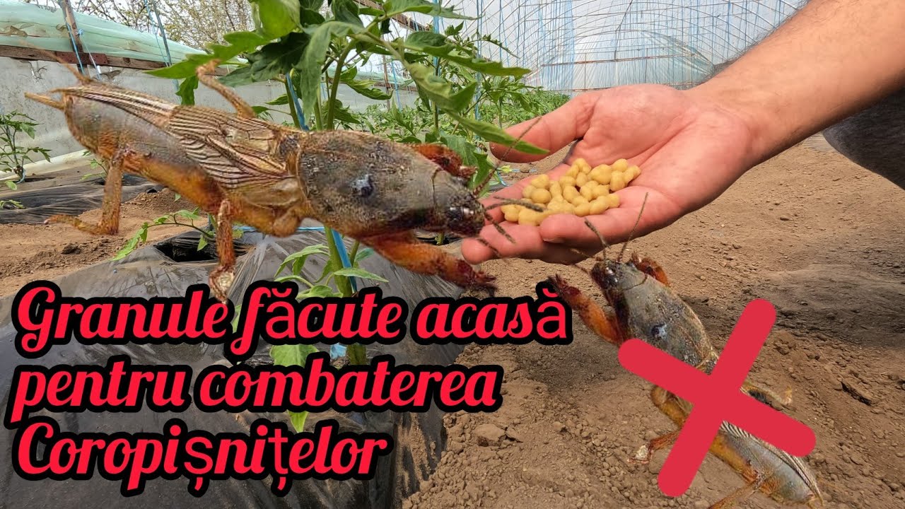Combate Coropisnita Reteta naturala de Insecticid pentru combaterea coropisnitei