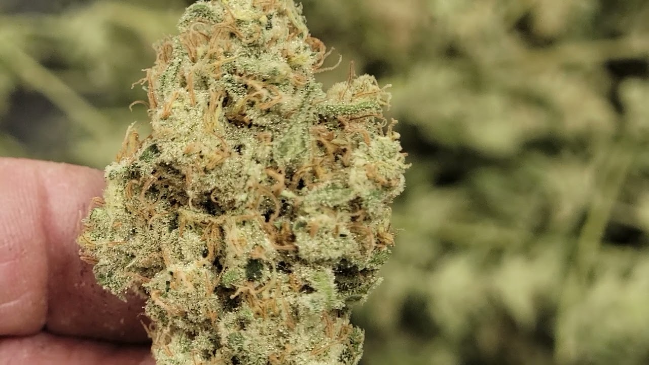 Acapulco Gold, high energy cultivar. Buds are beautiful (full of crystal's) and smells even better!