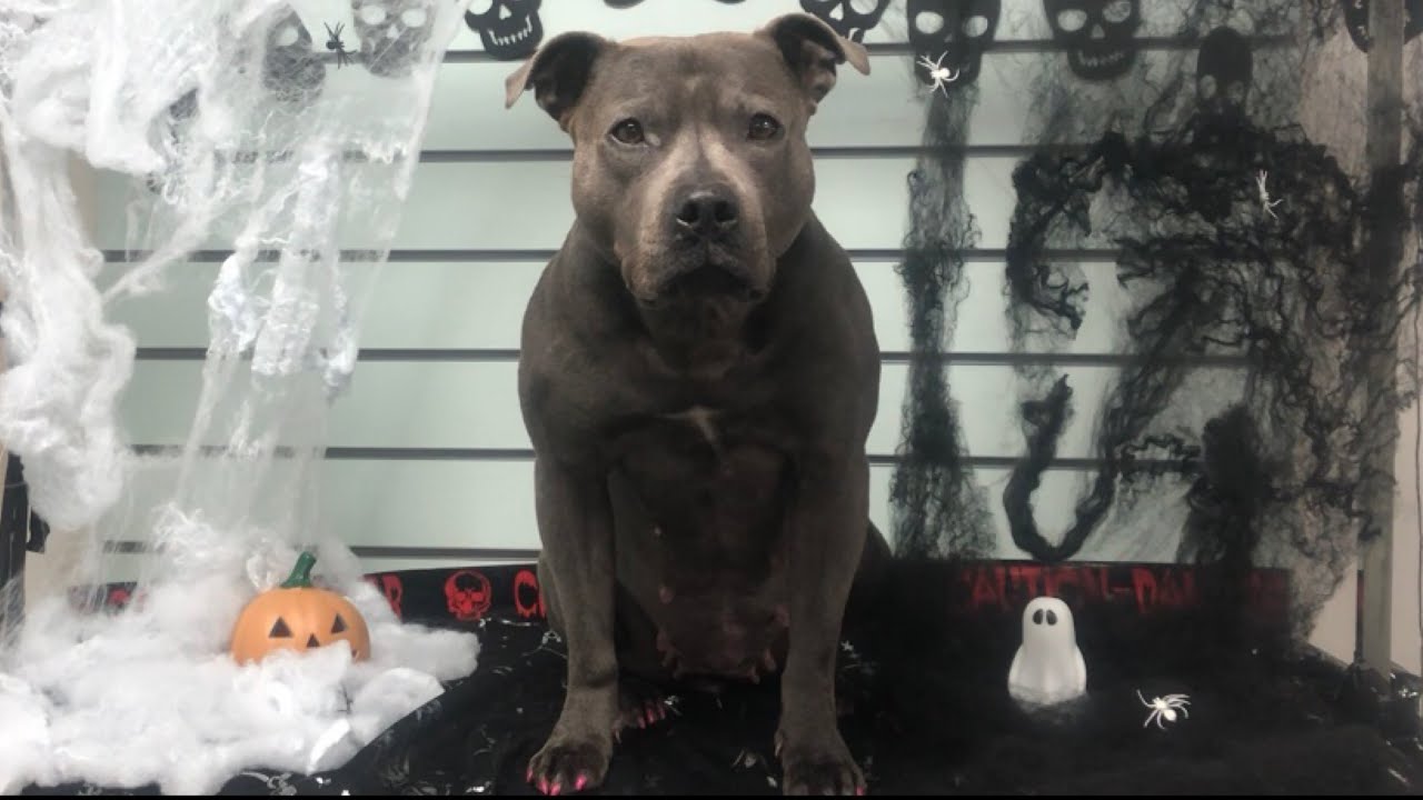 Let's Paint My Staffy's Nails & Halloween Decorating Q&A