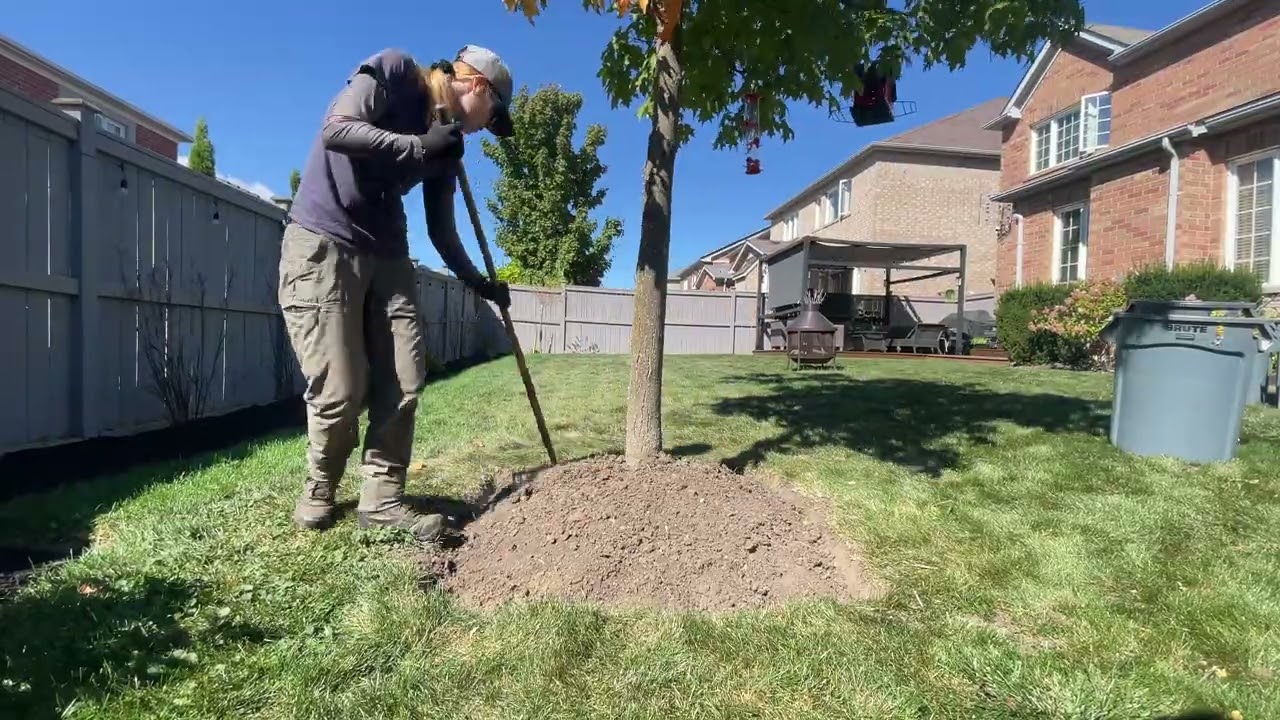 CREATING an EDGE BORDER around TREES - Yardmas Day 2 🎄