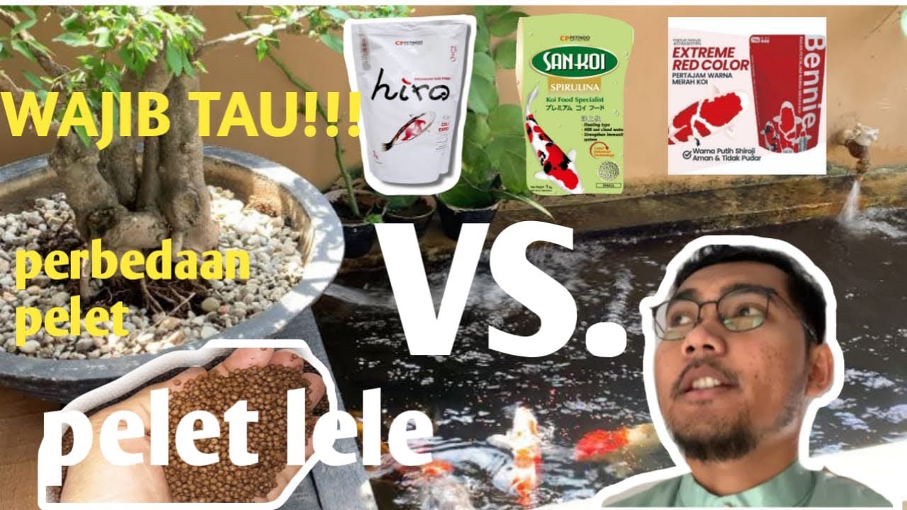PAKAN IKAN KOI AGAR CEPAT BESAR DAN WARNA MENJADI CERAH!!! (Pelet lele VS pelet khusus ikan koi )