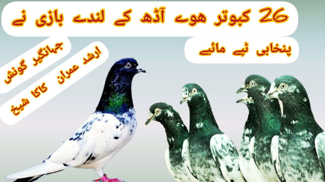 26 kabutar Geet Tappey_Mahiye @ShoukatHayat  آڈھ کے لندے بازی نے گاؤن ماہیے 16 08 2020