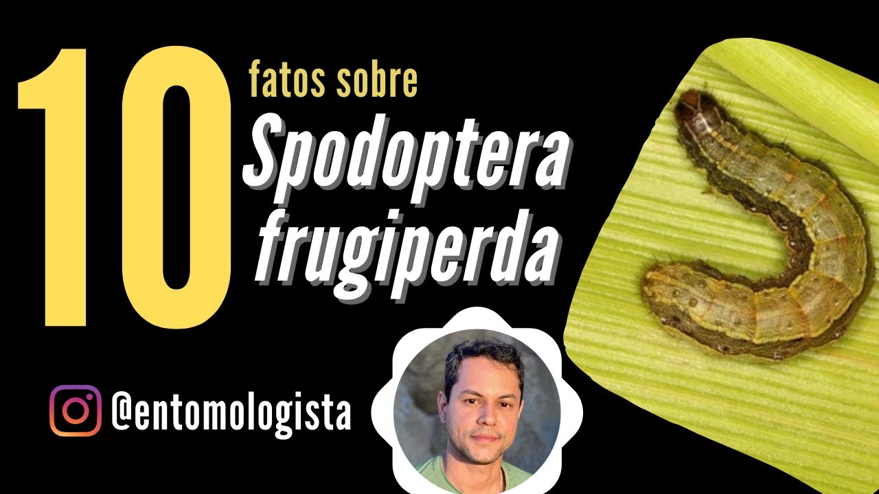 10 FATOS SOBRE A LAGARTA DO CARTUCHO DO MILHO (Spodoptera frugiperda)