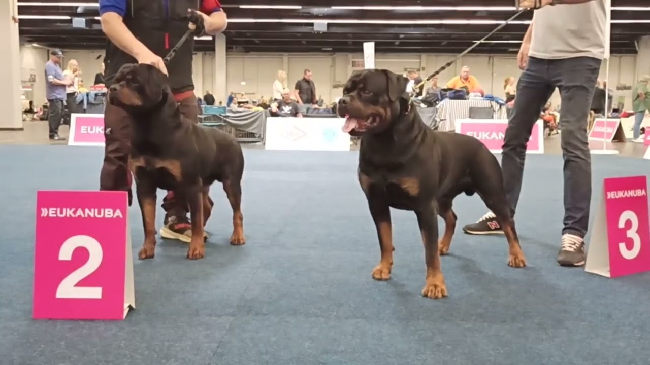 Offene Klasse Rüden - Rottweiler Europa Sieger Schau 2024