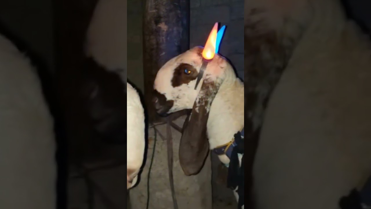Bakra Eid #mandi #minivlog #cow #2024 #bakra eid #qurbani lovers