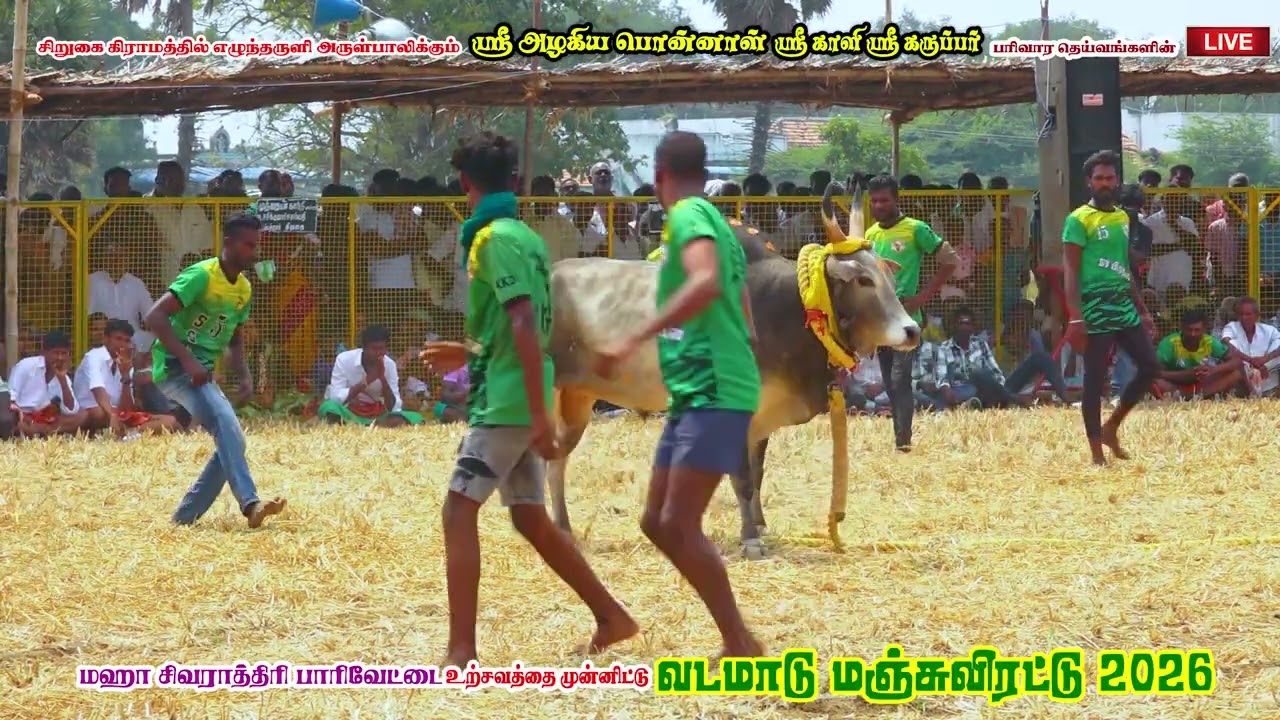 சரியான  ஆட்டம்💥💥💥💥💥 தவசுக்குடி  ''கோனார் கொம்பன் காளை'' ''SSV கருங்காலக்குடி'' நண்பர்கள் குழு