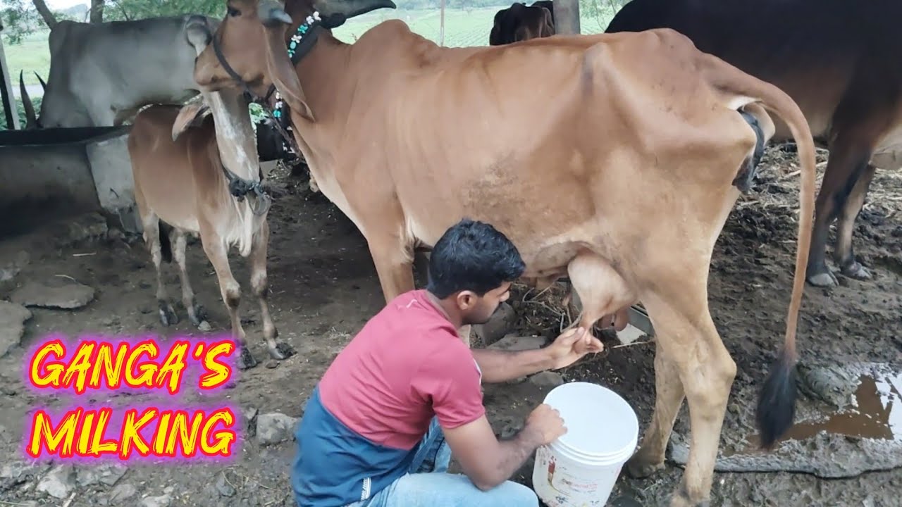 खिलारी बऱ्याच दिवसांनी आणि मेंटास पहिल्यांदा गेले चरायला काटवनात.  July 202