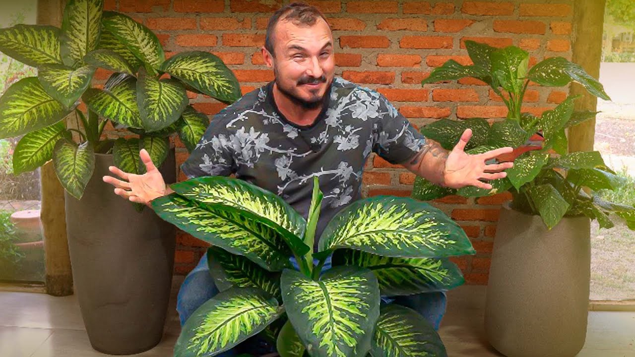 A Planta Mais Polêmica do Brasil | Como Cultivar o COMIGO-NINGUÉM-PODE com Segurança