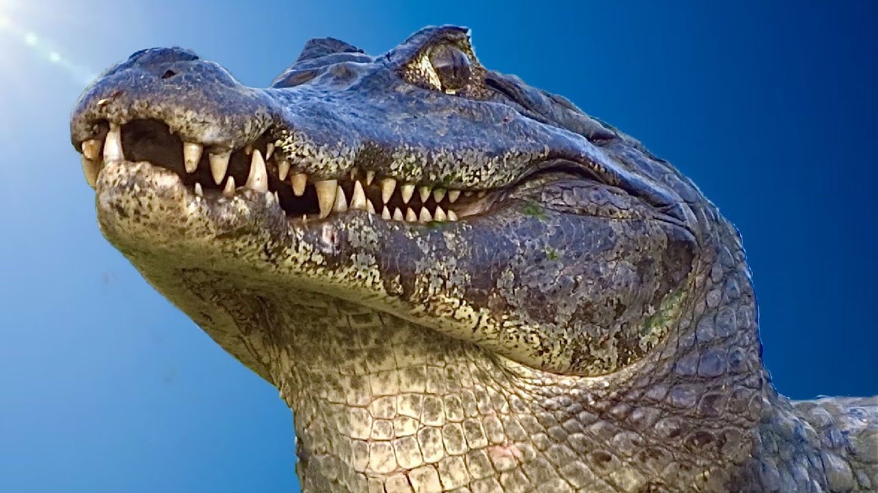 Jacar&eacute; do Pantanal