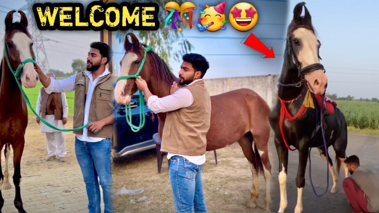 PEHELWAN FARMS Par Aapka स्वागत Hai🥳❣️New Ghodi Finally Aa Hi Gyi 😘Pari Ghodi Ki Tarah Nikli 🥺