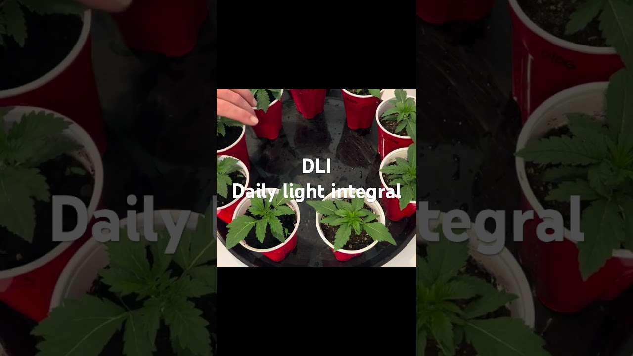 DLI (daily light integral)