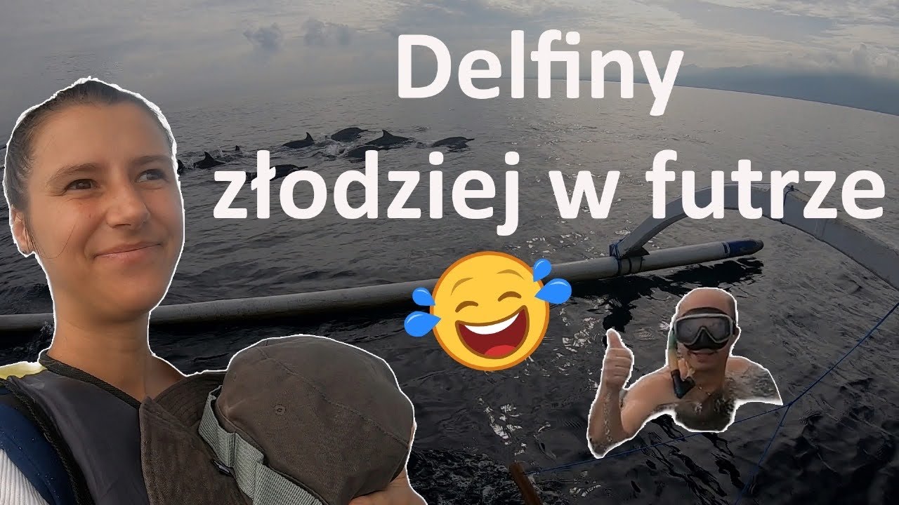 Delfiny, ryba z 
