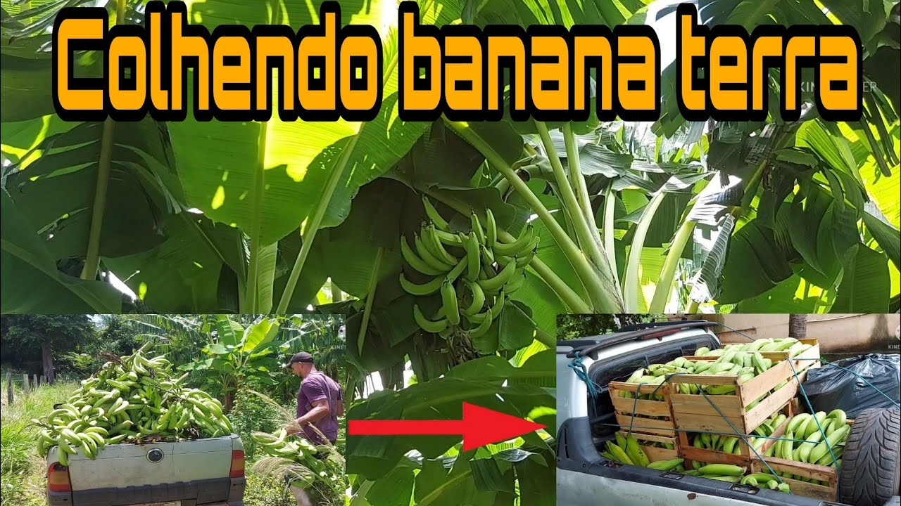 Colhendo banana da terra (farta velhaco) e mostrando como t&aacute; a ro&ccedil;a
