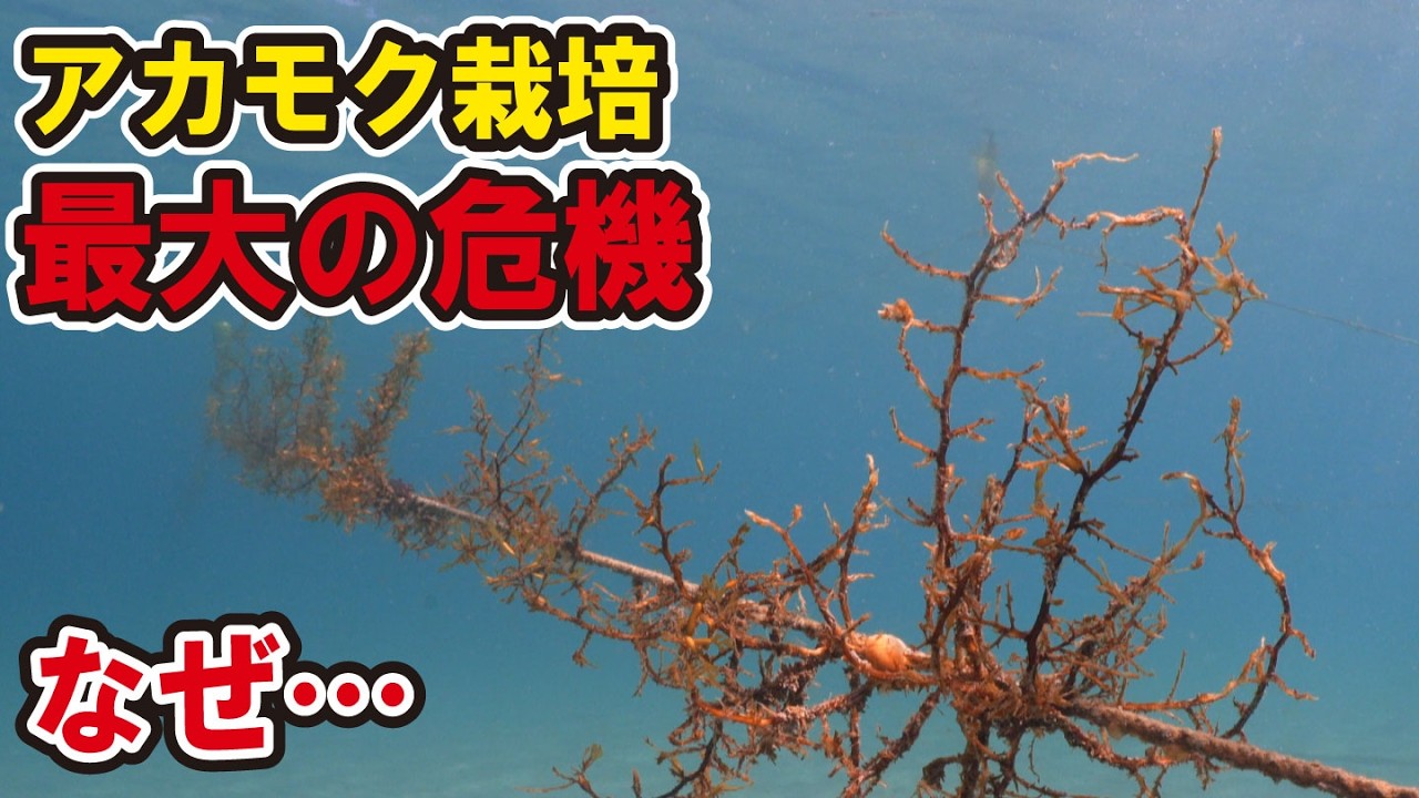 【原因不明】栽培中のアカモクが抜けていく…過去最悪の事態発生【アカモク栽培】
