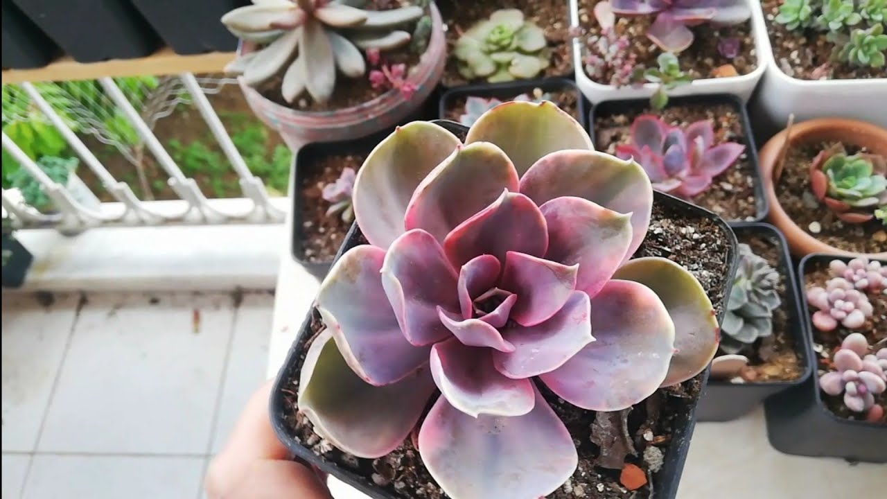 Echeveria Rainbow Üretimi/Bakımı!  (İki Farklı E. Rainbow) #echeveriarainbow @sukulentrüyası
