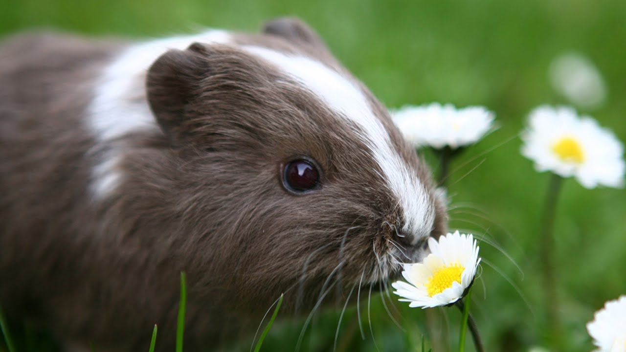Sons d'animaux