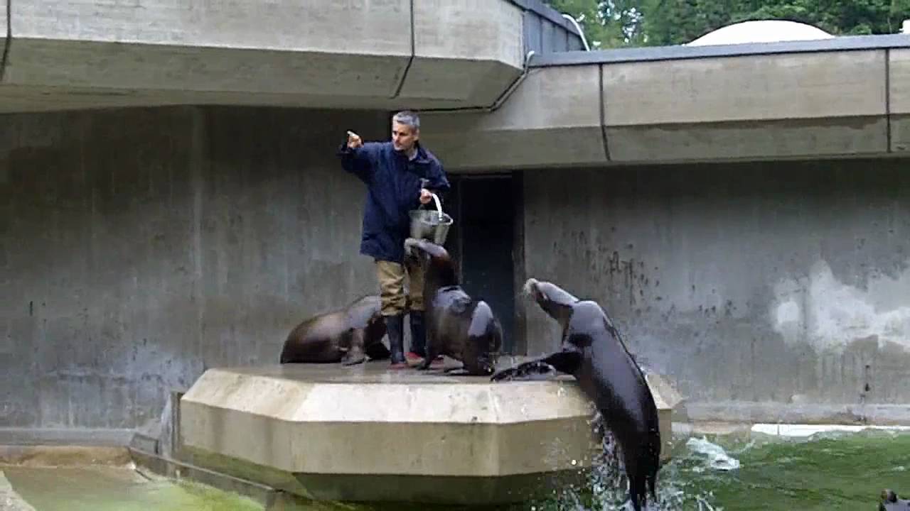 Fütterung der Seelöwen im Tierpark Hellabrunn München