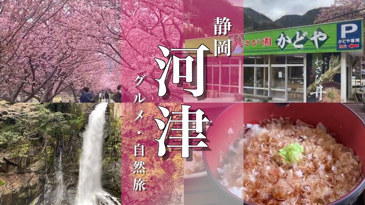【静岡旅行】河津桜と河津七滝と伊豆グルメかどやわさび丼を漫喫
