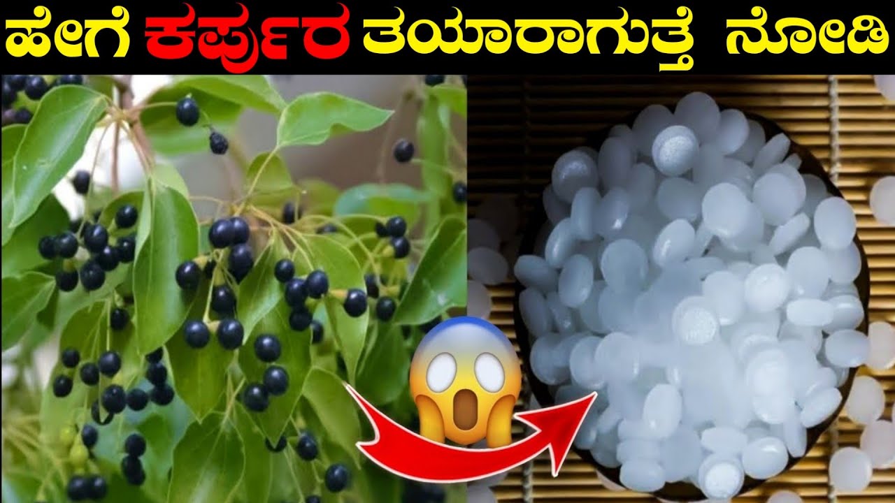 ಕರ್ಪುರ ಹೇಗೆ ತಯಾರು ಮಾಡ್ತಾರೆ ನೋಡಿ | How Camphor is Made In Factory