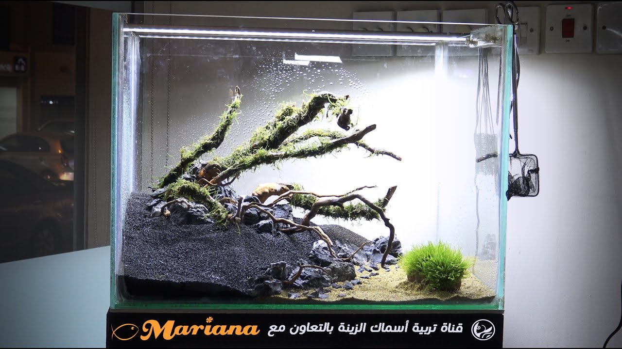 # تصميم حوض أمزوني | aquarium setup |