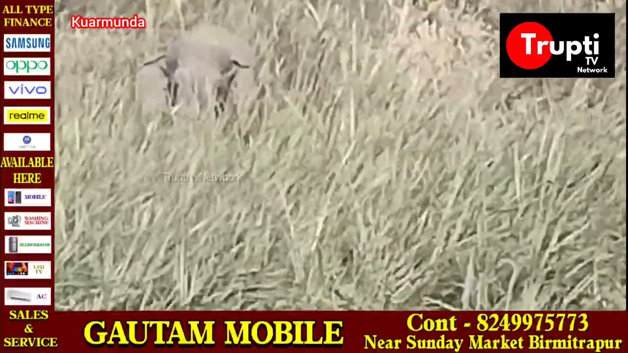 Kuarmunda area  Birmitrapur NH143 Road elephant 