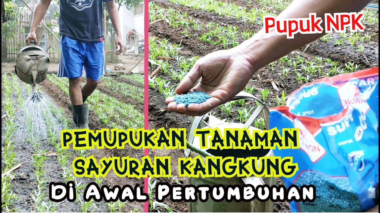 Cara Pemupukan Kangkung Masa Pertumbuhan
