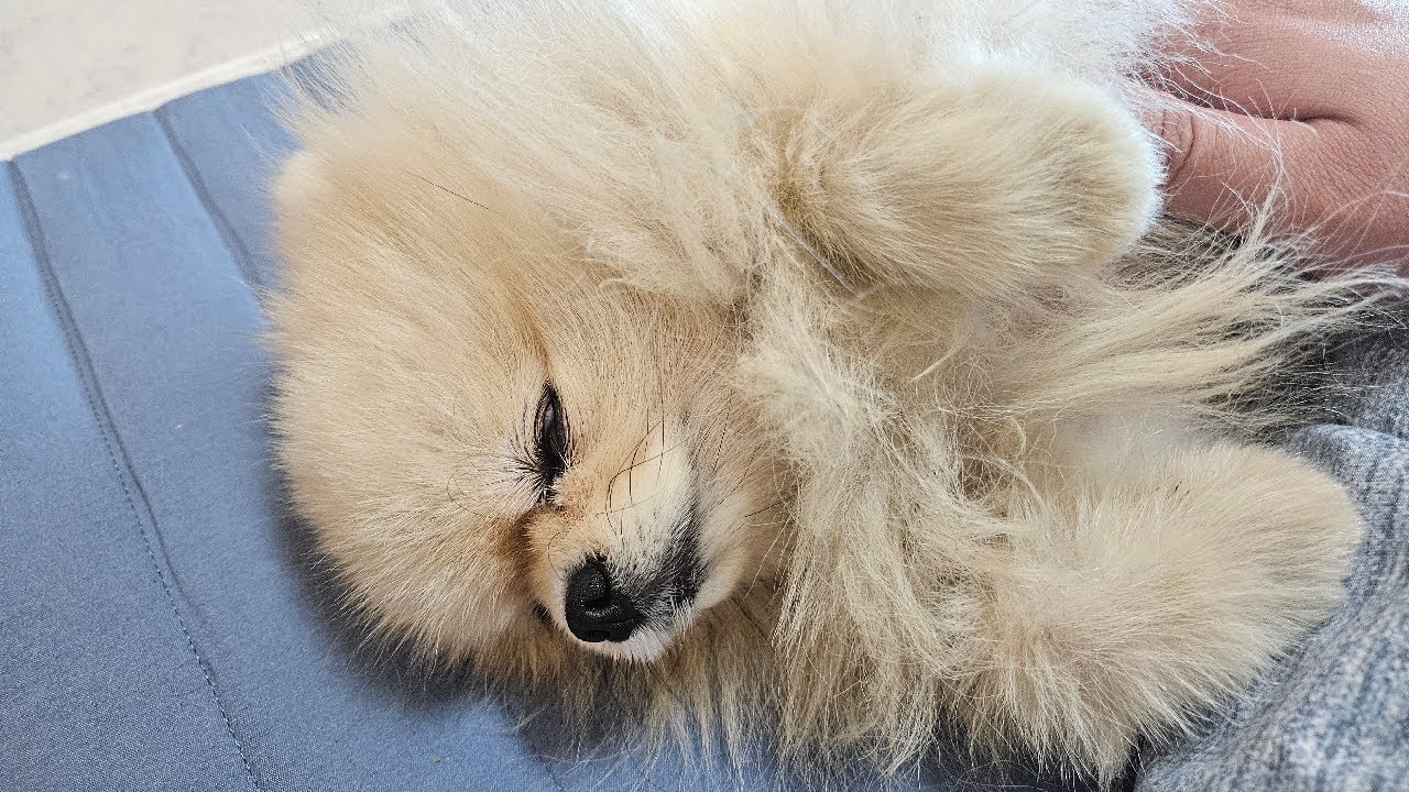 다올이가 셀프미용에 당하고 말았습니다...🥺