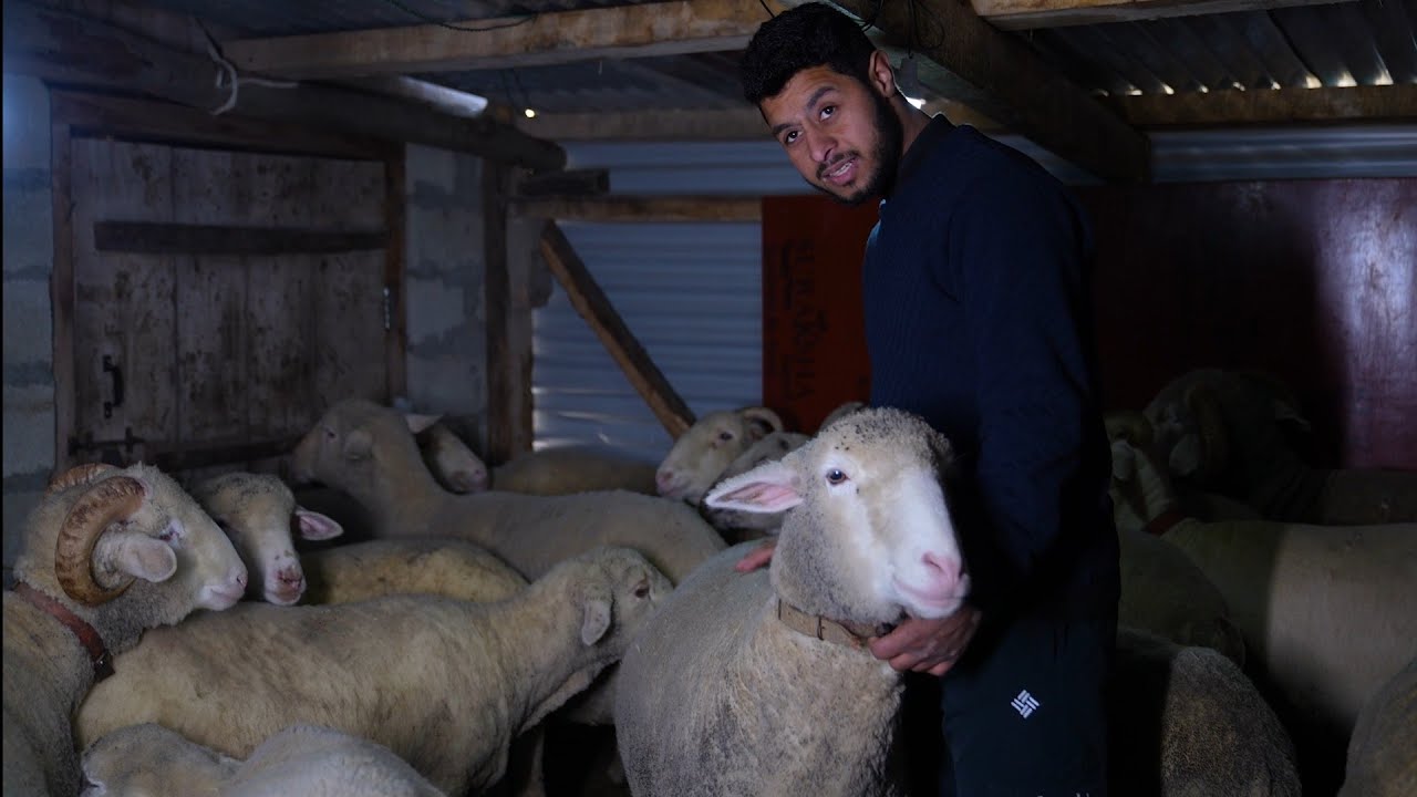 Success story of young kashmiri entrepreneur |business potential in farming of hybrid marino sheep