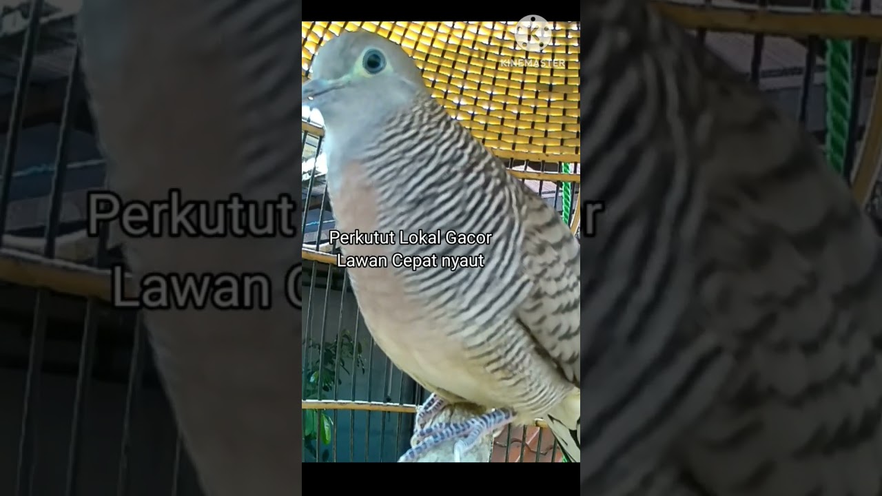 Pancingan Perkutut Lokal Gacor Lawan Cepat nyaut
